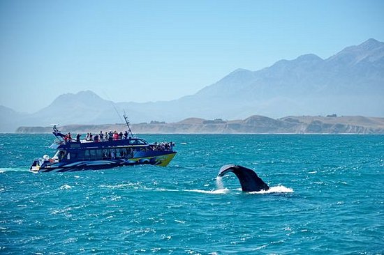 Observer les baleines à Kaikoura       