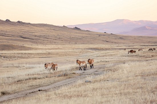 Parc national de Khustain Nuruu