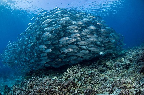 Récif de Tubbataha