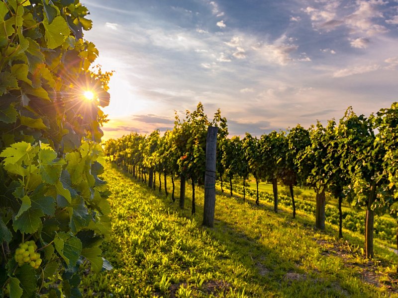 Région viticole de la Vipava