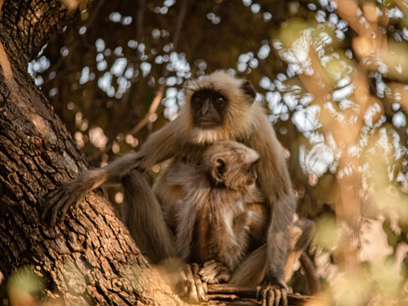 Ranthambore