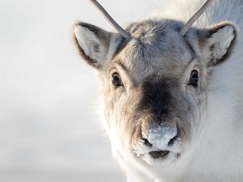Svalbard