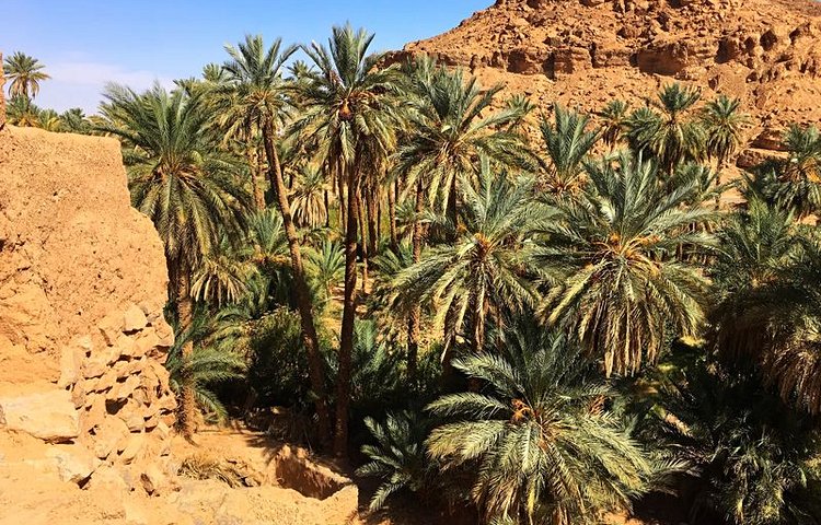 L'oasis de Taghit
