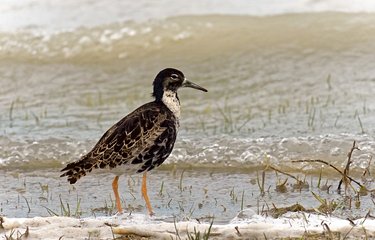 Les oiseaux du parc national du Neusiedler See