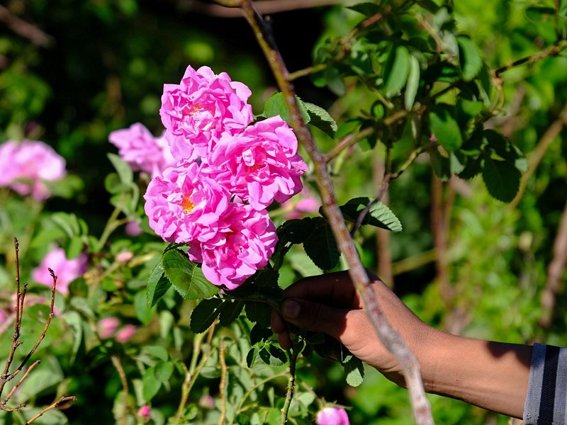 Vallée des Roses