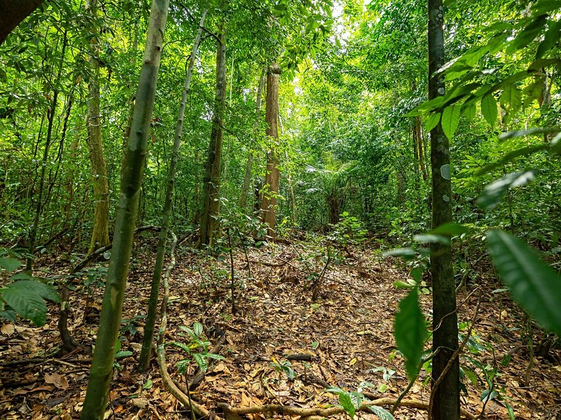 Partir en randonnée dans la forêt du parc