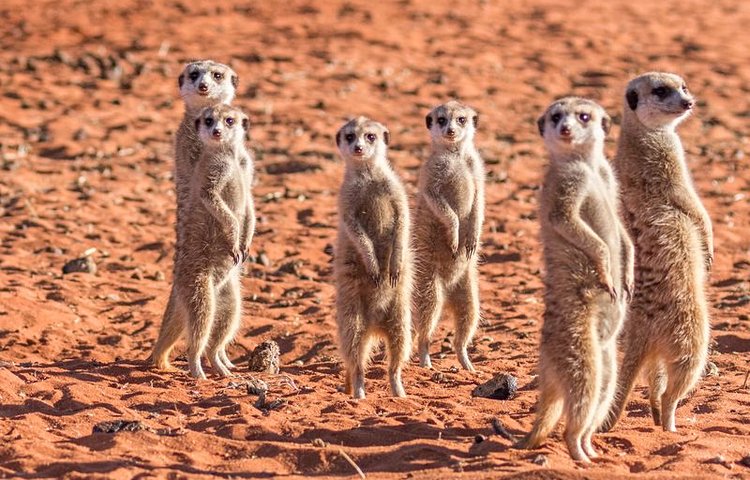 Suricates dans le désert du Kalahari