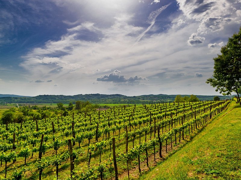 Région viticole de la Vipava