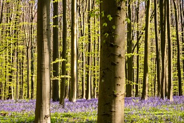 Bois de Hal