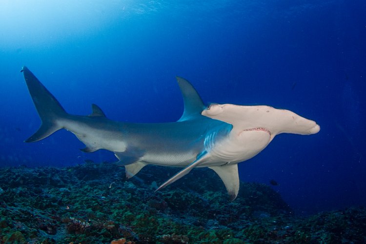 9. Atoll de Rangiroa en Polynésie française 3