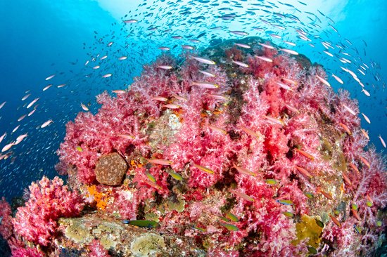 Faire de la plongée aux îles Hin Daeng et Hin Muang