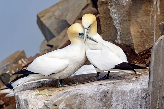 Réserve écologique de Cape St Mary