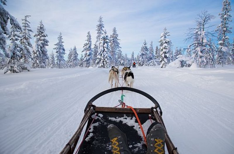 Parcourir les forêts grâce aux chiens de traîneau
