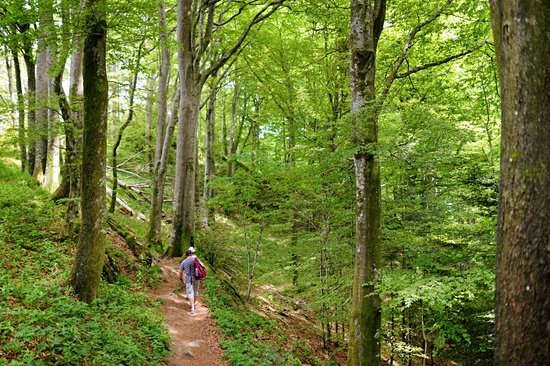 Parc national de la Forêt Casentinesi