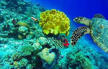 Barrière de corail et ses poissons colorés