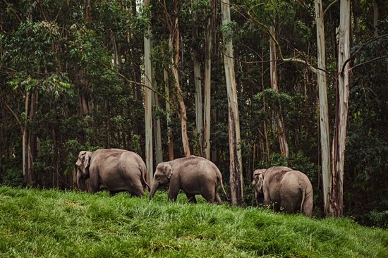 Parc national de Periyar