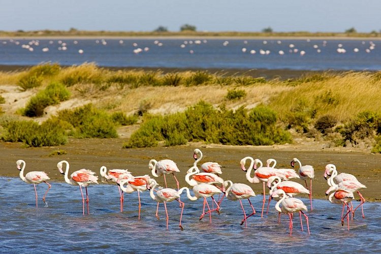 Aigues-Mortes et la Camargue gardoise