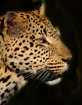 Les plus beaux lieux de Parc national Kruger