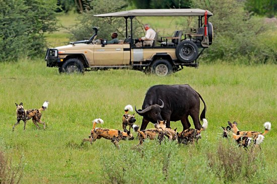 Moremi Game Reserve