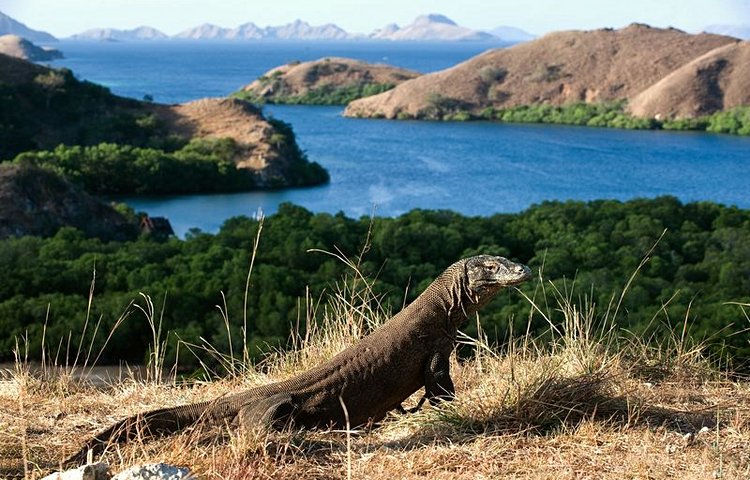 Dragon de Komodo 