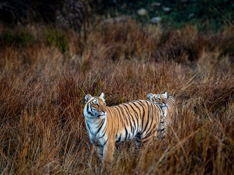 Parc national Jim Corbett