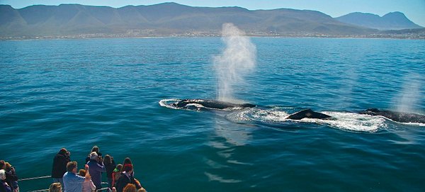 Observation des baleines à Hermanus