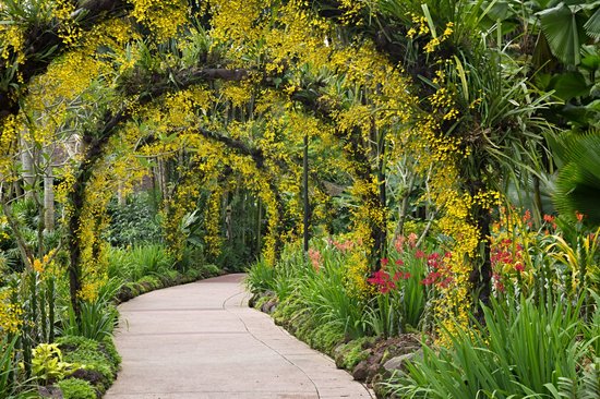 Jardin botanique de Singapour