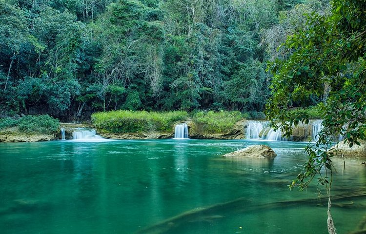 Forêt tropicale 