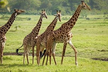 Parc national d'Arusha