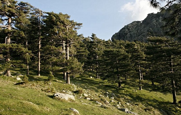 Pins laricio, aiguilles de Bavella 