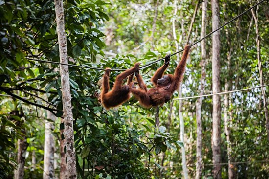 Parc national de Gunung Leuser