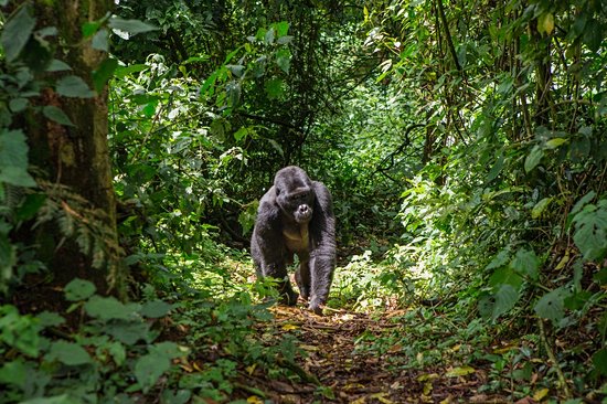Parc de Bwindi