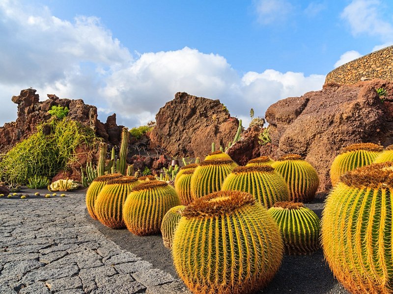 Jardin des Cactus