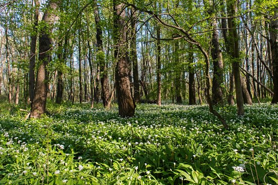 Le parc national Danube-Auen