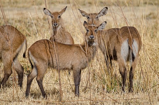Le parc national de la Pendjari et le parc national du W