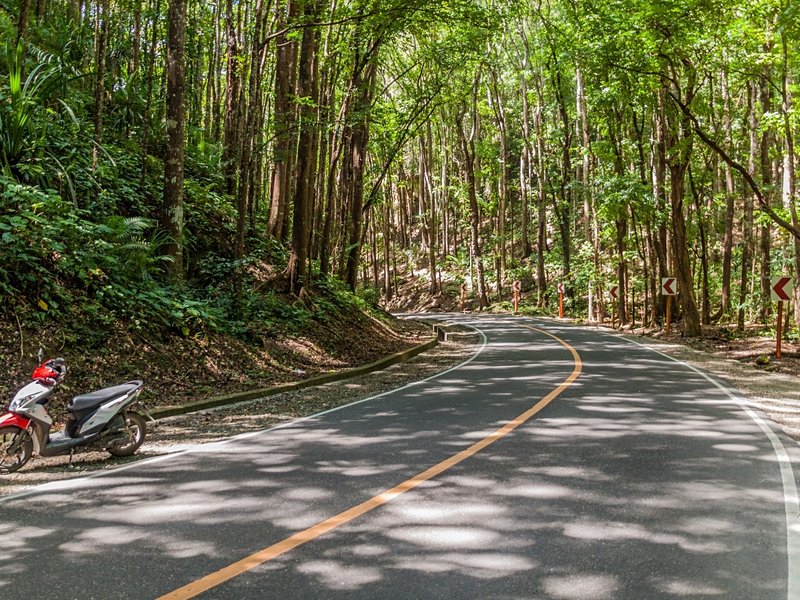 Traverser la forêt de Bilar (Man-made Forest)