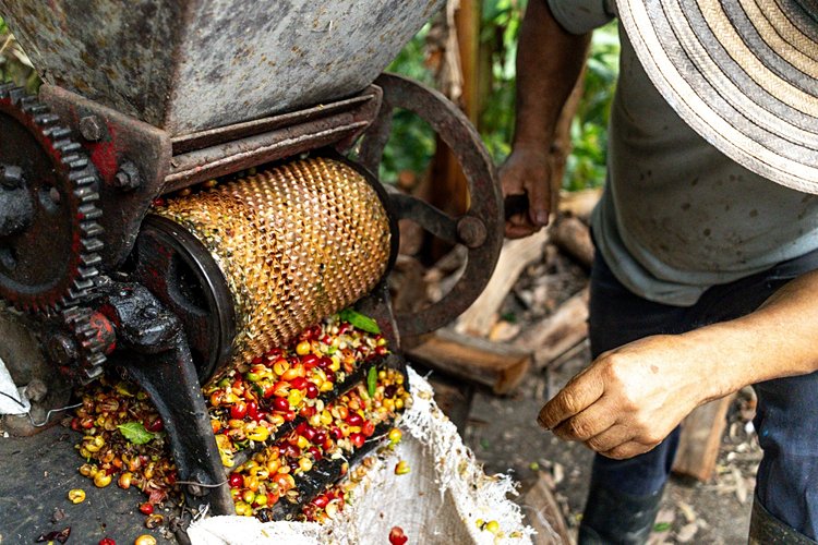 Colombie – La Zona Cafetera 2
