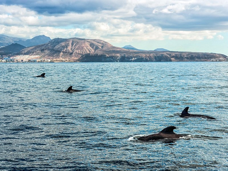 Voir les baleines et les dauphins en voilier