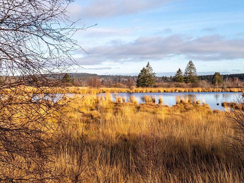 Les Hautes Fagnes