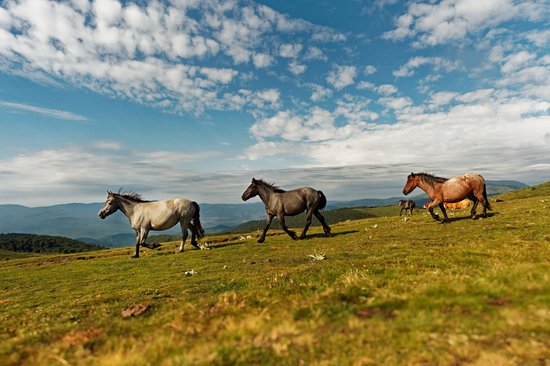 Parc national du Balkan central
