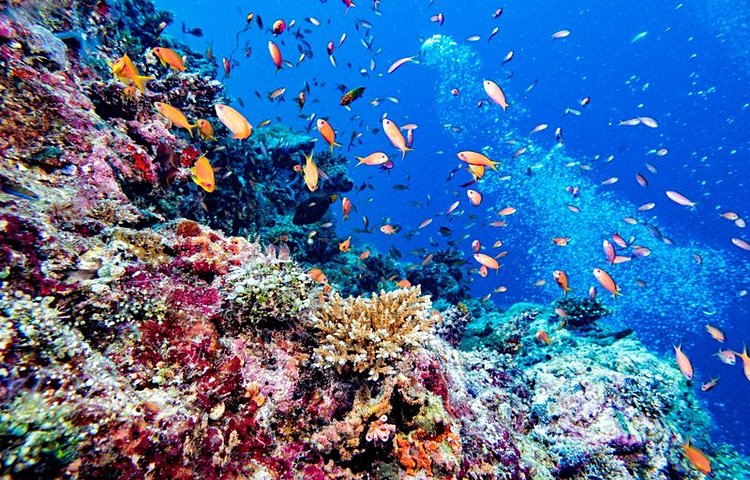Coraux marins