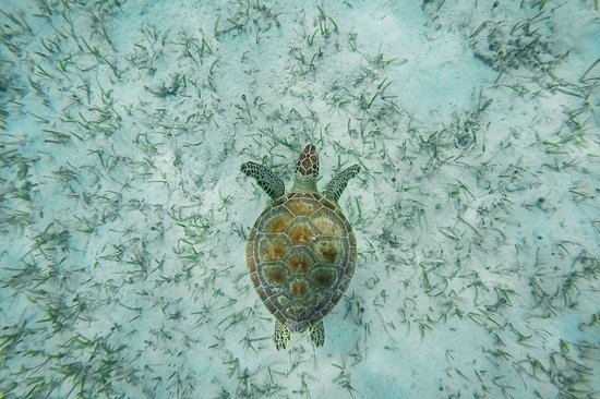Green Turtle Cay