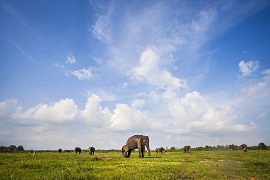 Parc national de Way Kambas