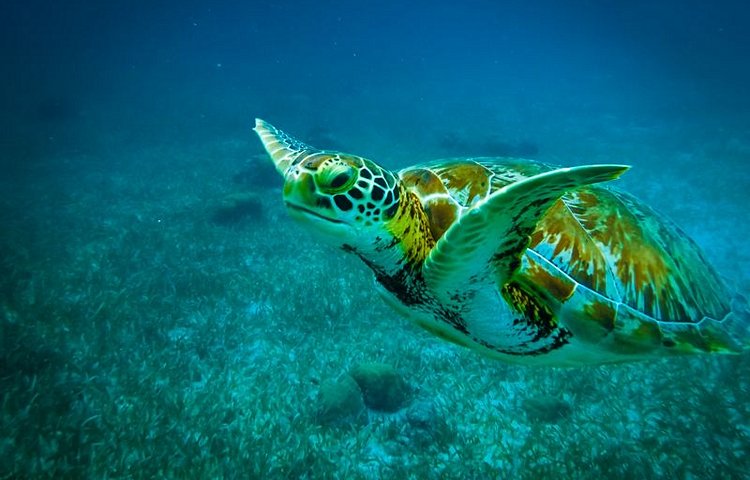 Tortues à Caye Caulker 