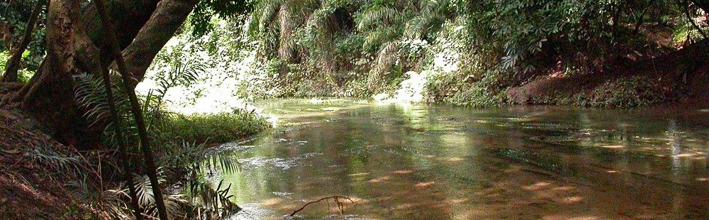 Forêt de Kou