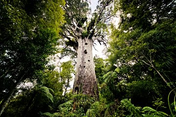 Forêt de Waipoua