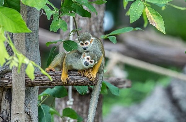 Observer les singes écureuils en faisant de la tyrolienne