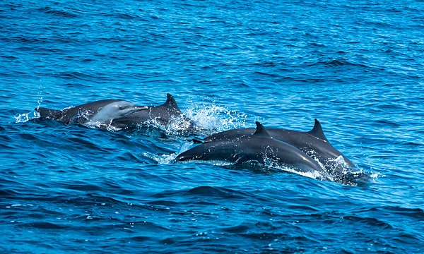 Observation des dauphins lors d'une sortie en mer