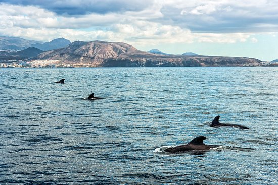 Voir les baleines et les dauphins en voilier