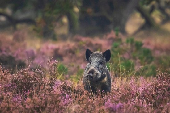 Parc national De Hoge Veluwe